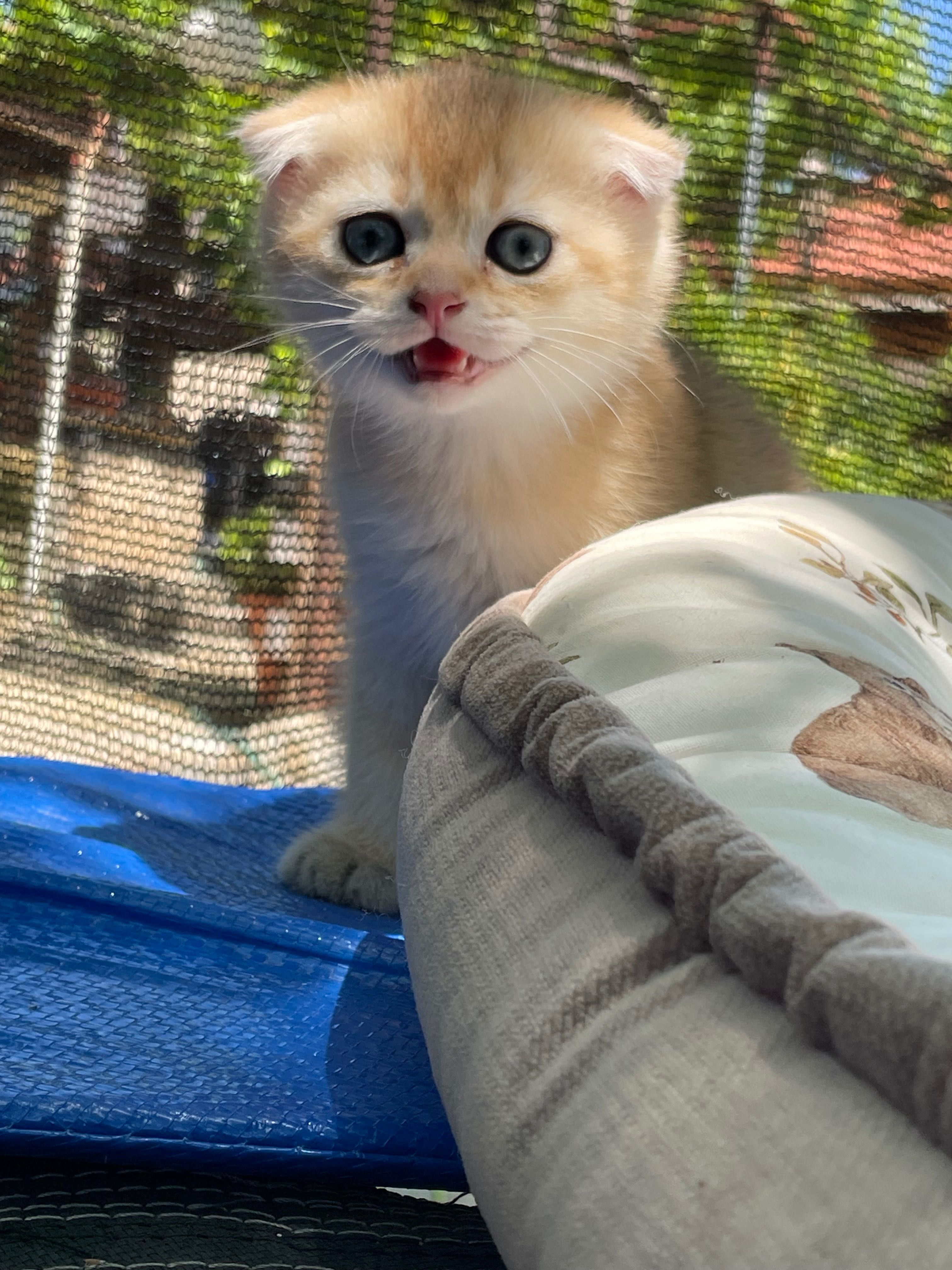 Шотландски котета златна чинчила