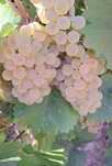 Struguri de vin recolta proprie