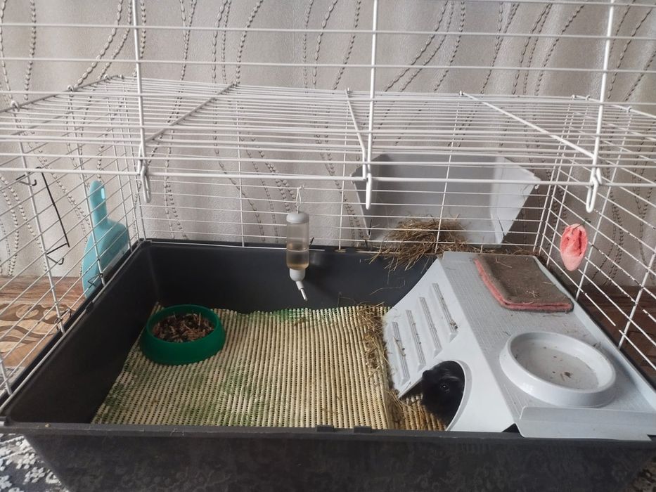 Продам в хорошие руки