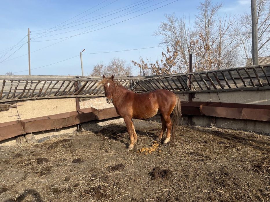 Продам лошадь жеребец