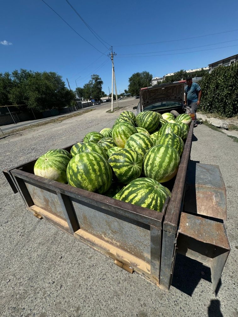 Продам Арбуз оптом