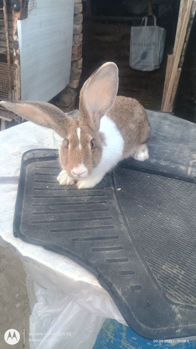 Пордавам зайци ваксинирани