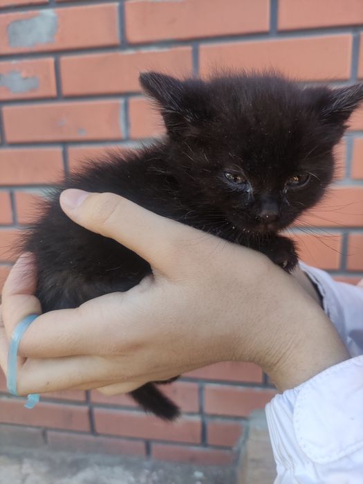 Отдадим котенка в добрые руки