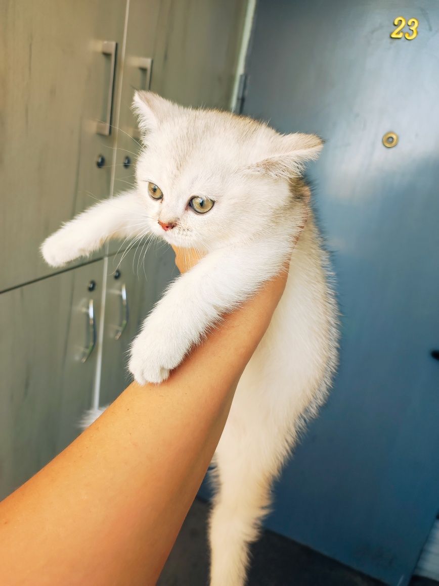 Продаются породистые котята
