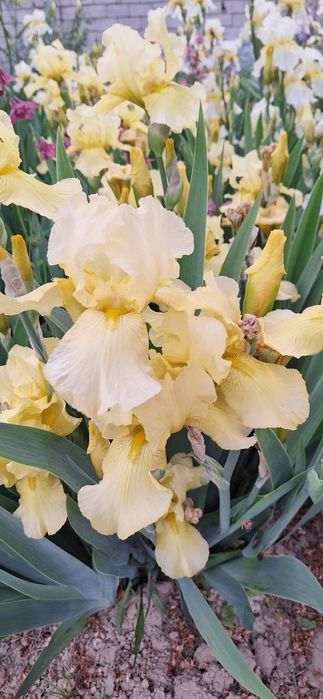 Rang barang gulsapsar (iris)