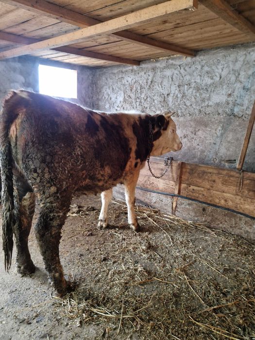 Vand doua junele gestante in luni mari !!