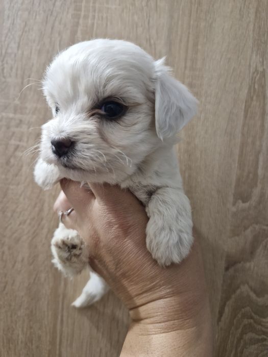 Bishon mini toy - 1000 lei