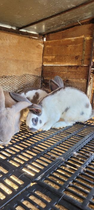 Зайци немска пеперуда