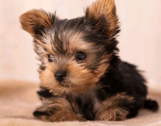 Yorkshire terrier talie mica