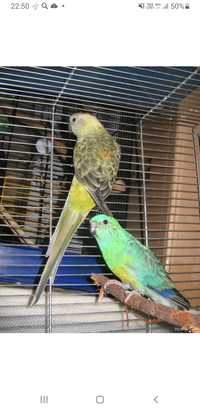 Продаю певчих попугаев