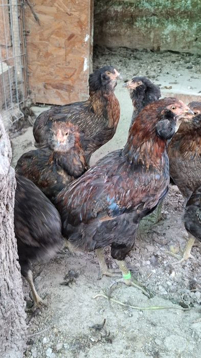 Araucana potarnichiu salbatic.