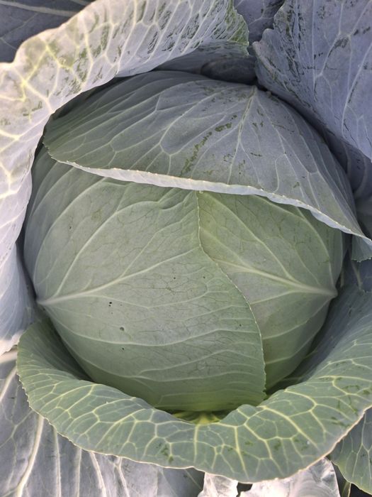 Vand Varza AutumKing F1