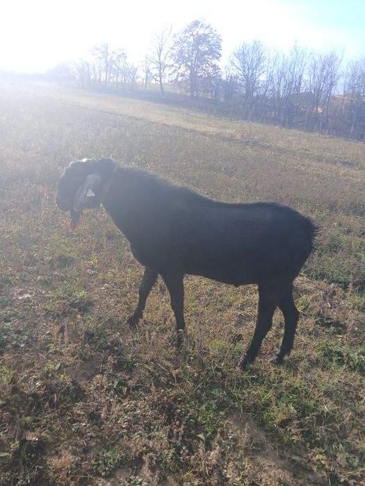 Vind o ieduta de trei luni sau schimb cu un tap tot anglonubian