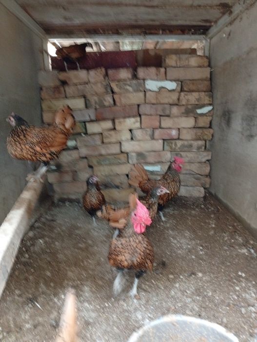 Сибирайт тувук хуроз 2+5