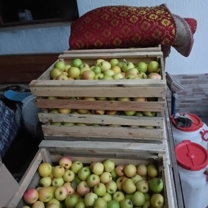 Продам яблоки золотой превосходный