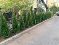 Plante ornamentale diferite speci și dimensiuni