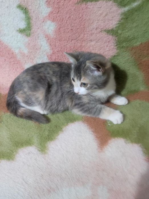 Котёнок 3,5месяца , девочка