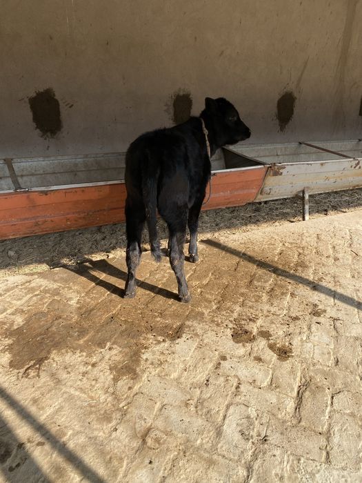 gʻunojincha sotiladi