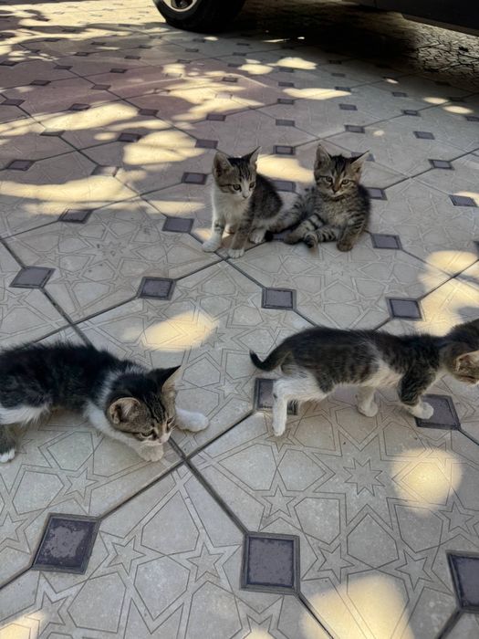 Маленькие котята в добрые руки, даром!