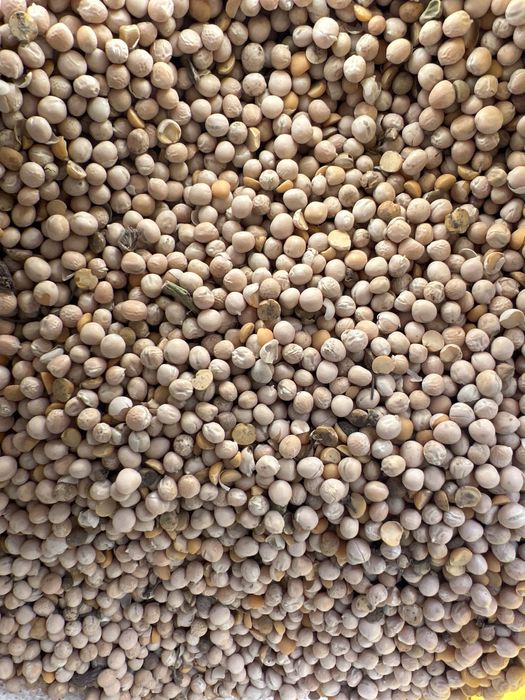 Горох кормовой для животных