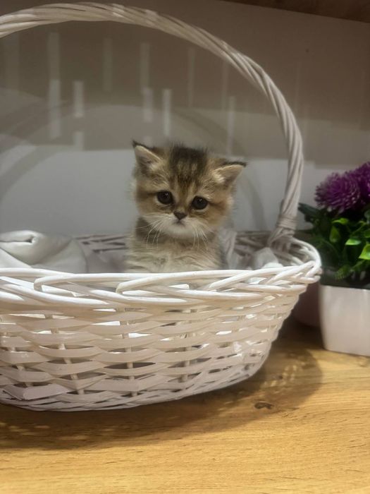 Скотиш страйт золотая шиншила девочка