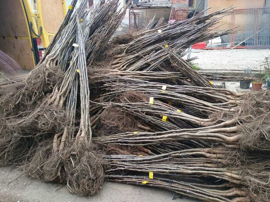 Va ajutam cu infiintarea livezilor/subventionate de stat.Nuci/Aluni-RO