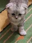 Продам котят Шотландцы