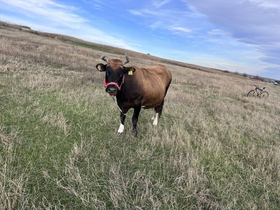 Vând Vacă  de 7 ani