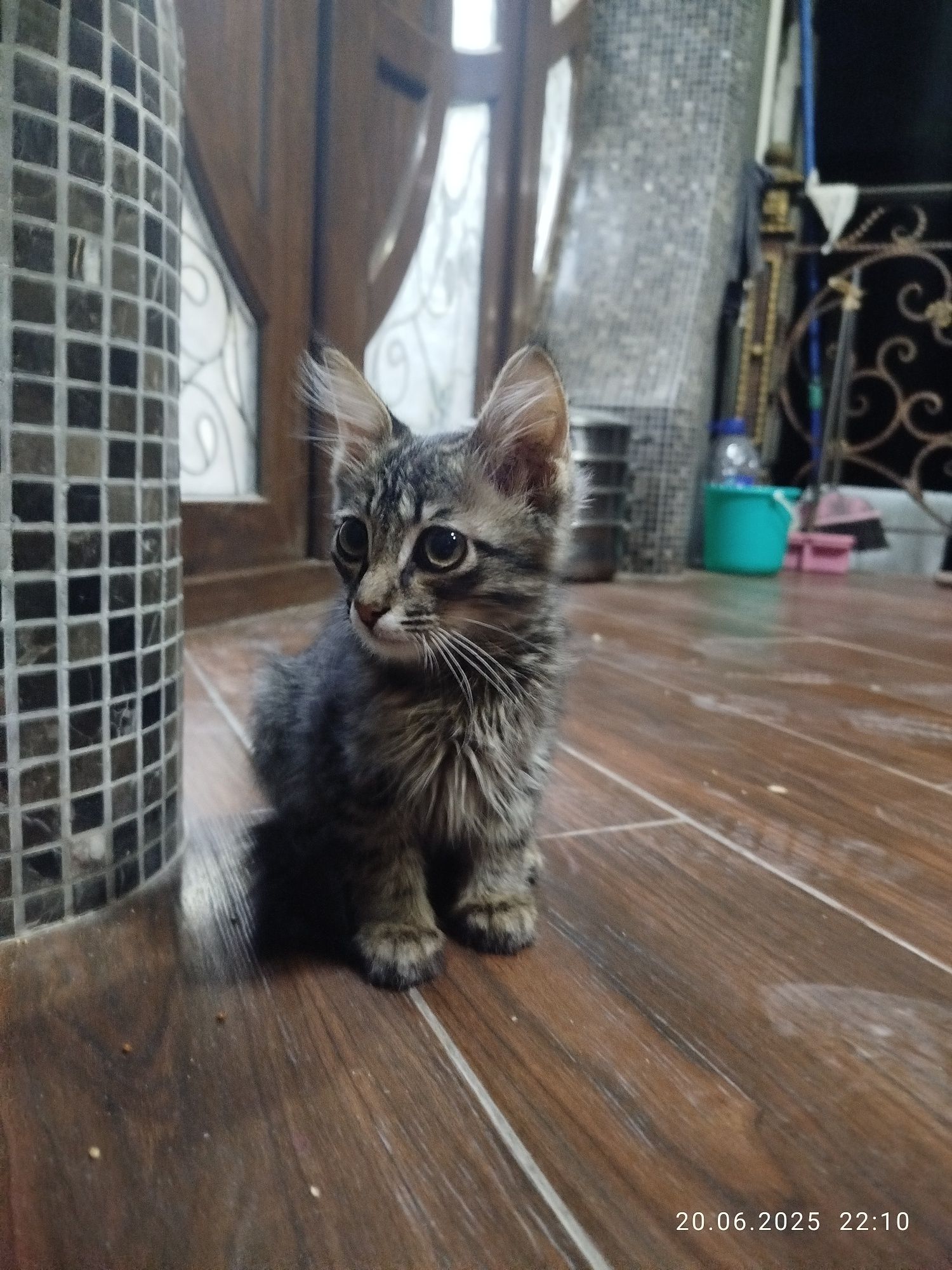 Котенок Меин Кун