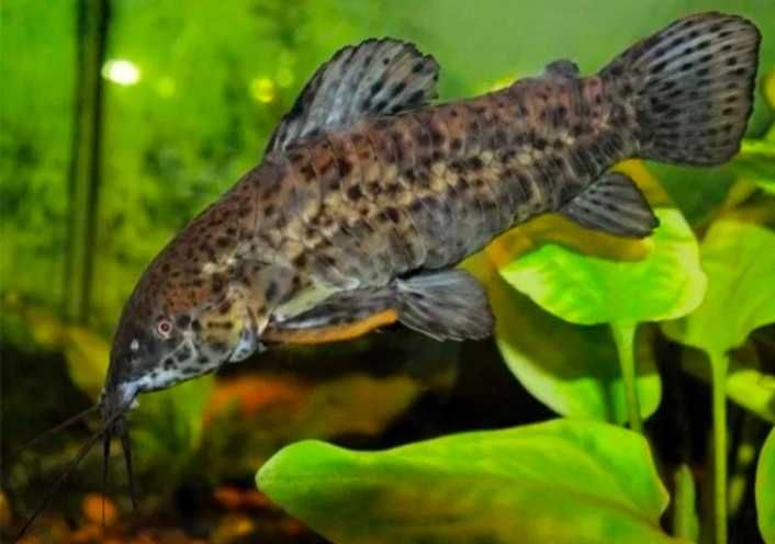 Таракатумы взрослые и анциструс самцы взрослые