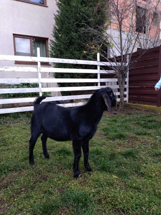 tap capre  anglo nubian