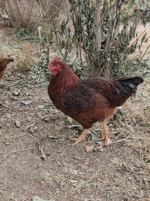 Порода Ханхяп продаю яйца цыплят