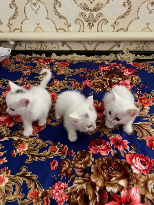 pshq beremis, отдаём котят в хорошие руки