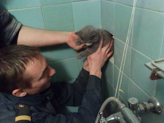 Сниму дрон/коптер с дерева. + + Спасение животных