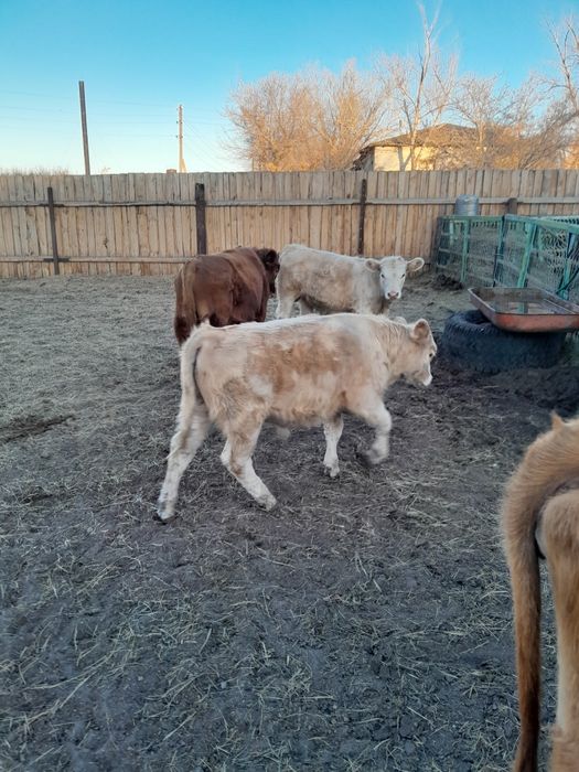 Продам 2 стельных коров,3 бычка и тёлочку.