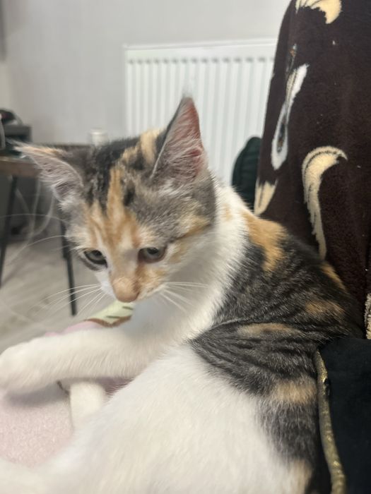 Pisica Femela 6 Luni