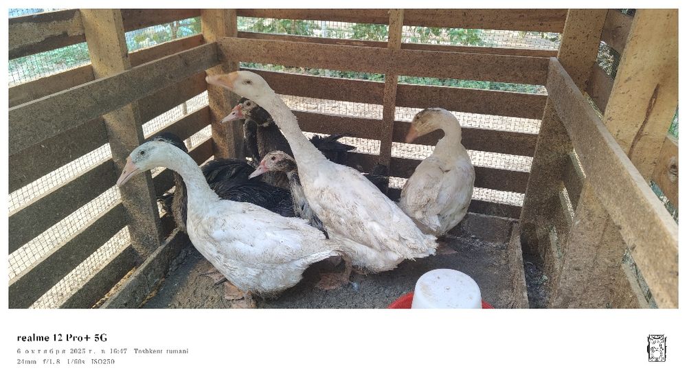 3ta goz+2ta iduk utka Bir joyga