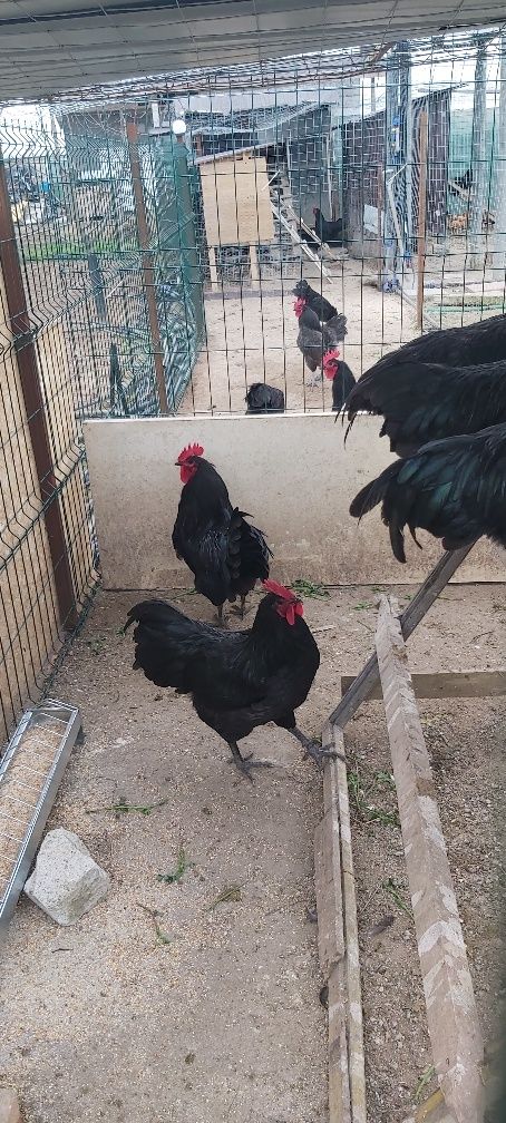 Cocoși australorp