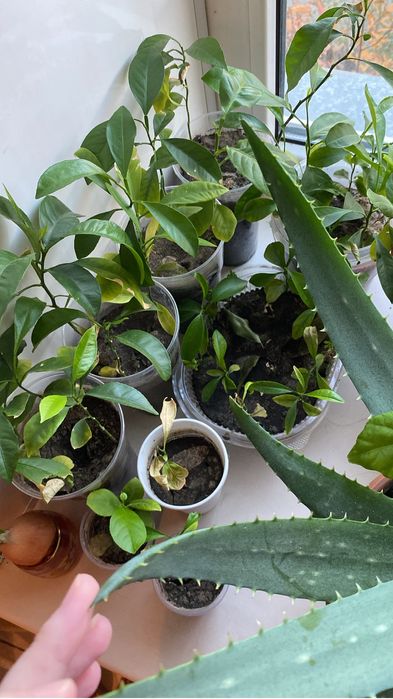 Отдам отростки лимон мандарин апельсин