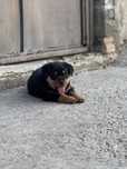 Vand Pui Rottweiler