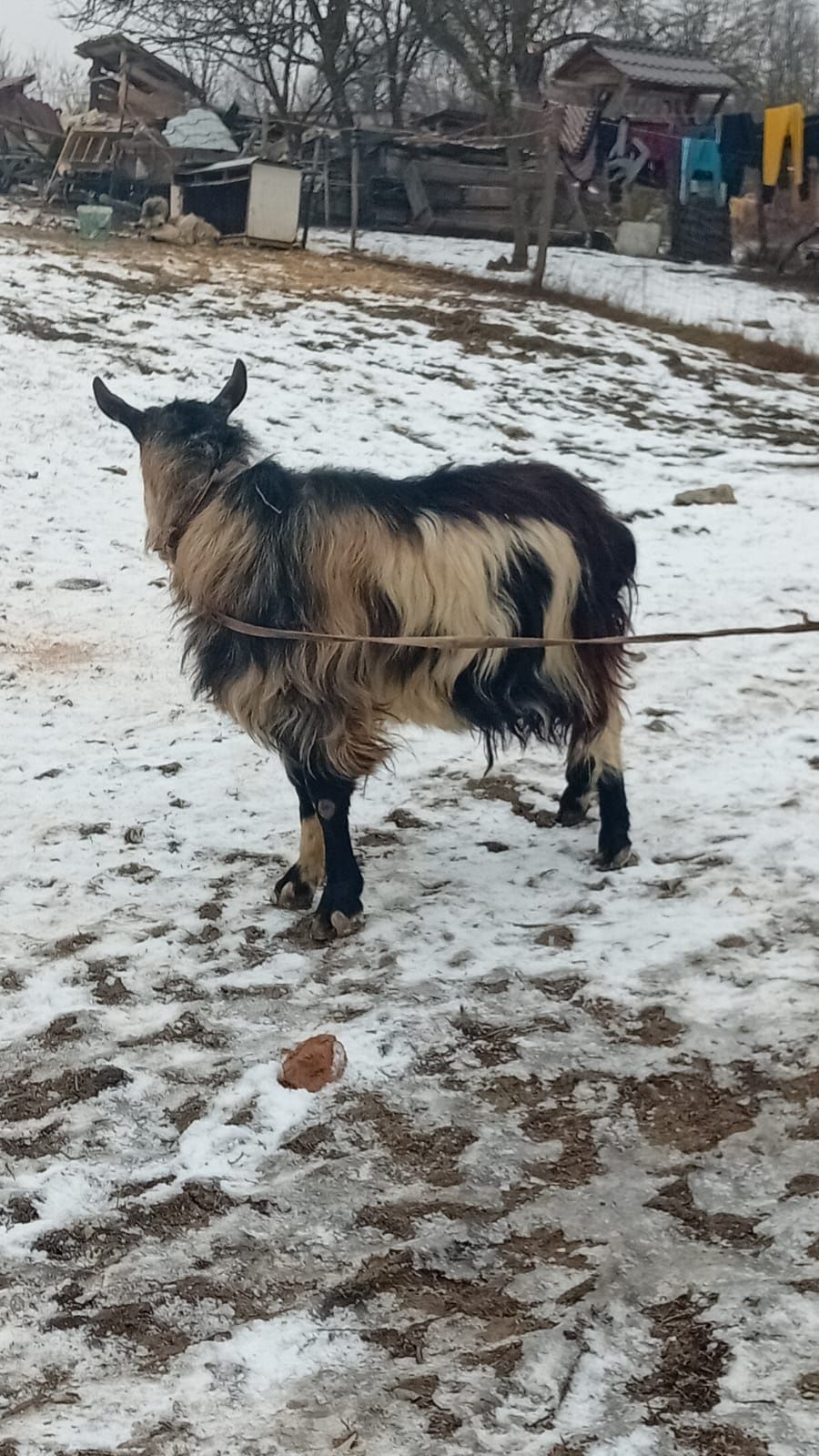 Vând țap cu ispite mari