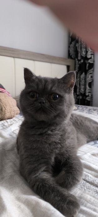 Pisica british shorthair