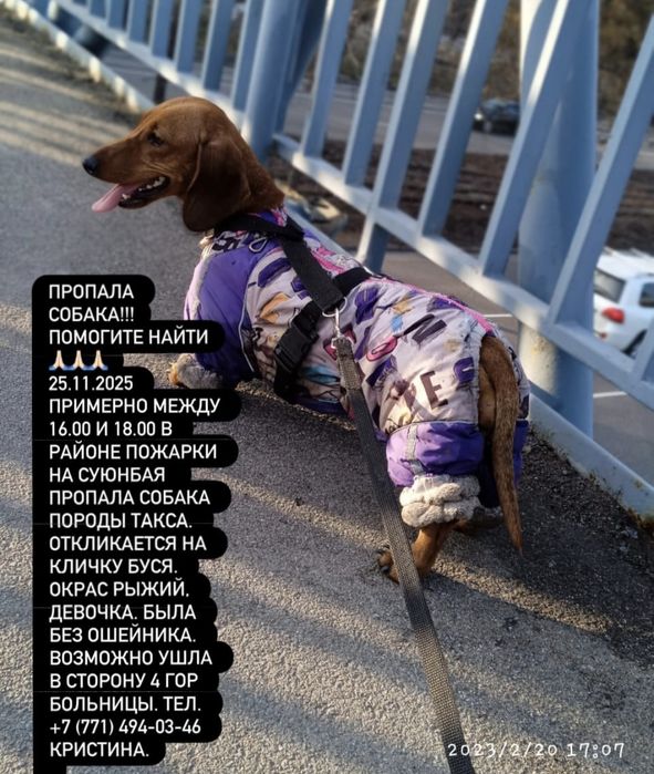 пропала собака!!!