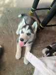 Husky Siberian Rasă Pură