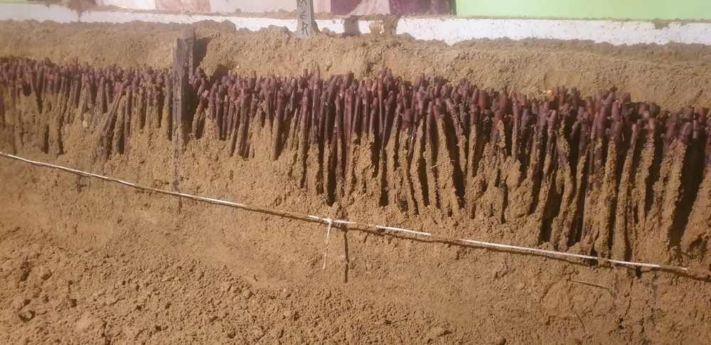 Producător Butasi vita de vie