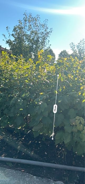 Продавам разсад касис