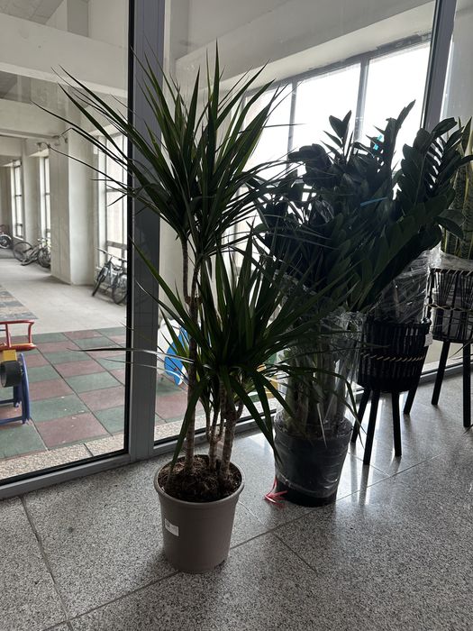 Драцены пышные пальмы растение в офис в дом на подарок