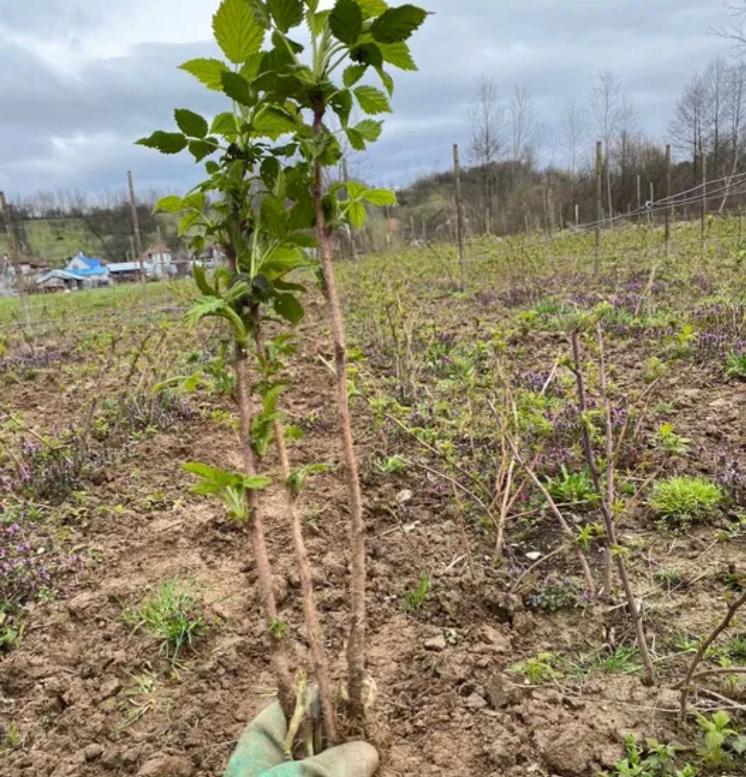 Stoloni căpșuni românești+ zmeura cu fruct mare