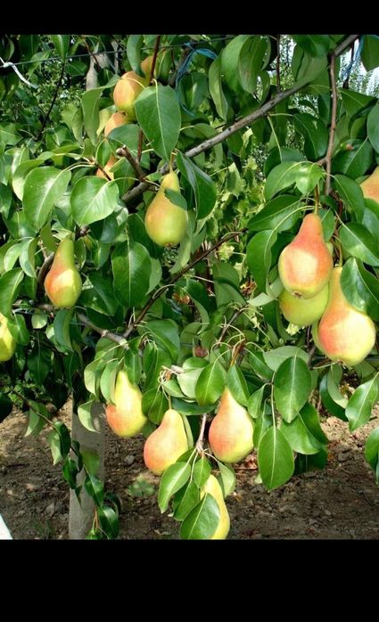 Vând pomi fructiferi