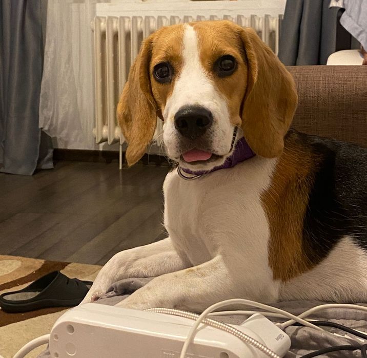 Cazare animale de companie